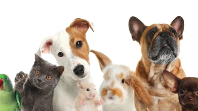 Choosing the Perfect Pet: Which Animal Suits Your Lifestyle?
