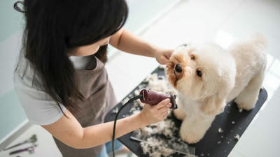 Pet Grooming Hacks: Keeping Your Furry Friend Clean and Happy