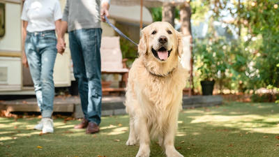 The Benefits of Adopting a Senior Pet