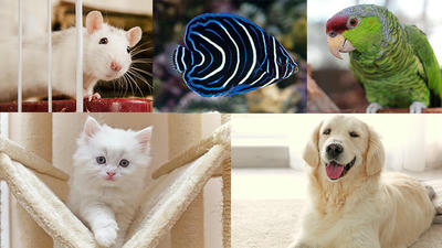 Top 10 Low-Maintenance Pets for Busy Lifestyles