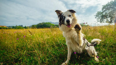 Understanding Your Dog's Body Language: A Guide to Communication