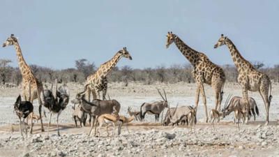Unforgettable Wildlife Safaris: Where to Spot Rare Animals